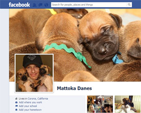 facebook great dane